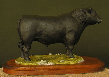 Aberdeen  Angus Bull