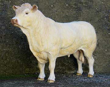 Blonde d'Aquitaine Bull