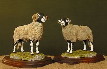 Swaledale Ram and Ewe